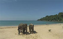 2007 Travel Thailand with Elephant