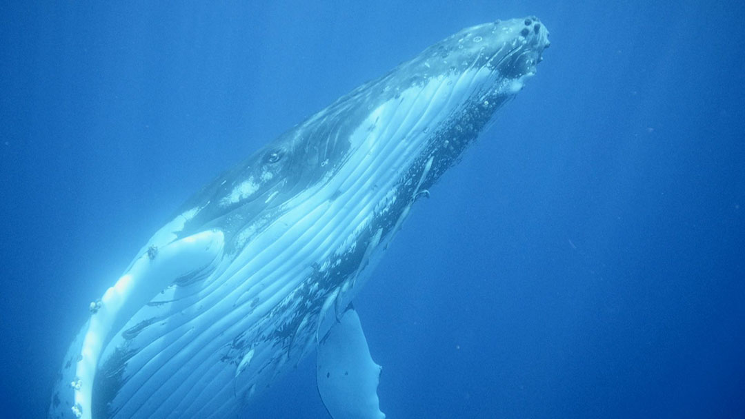 A Journey to Meet Humpback Whales