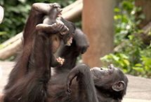 A Message from Chimpanzees '15