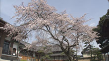 Landscape with Cherry Blossoms