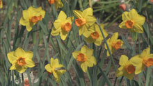 Spring Flowers