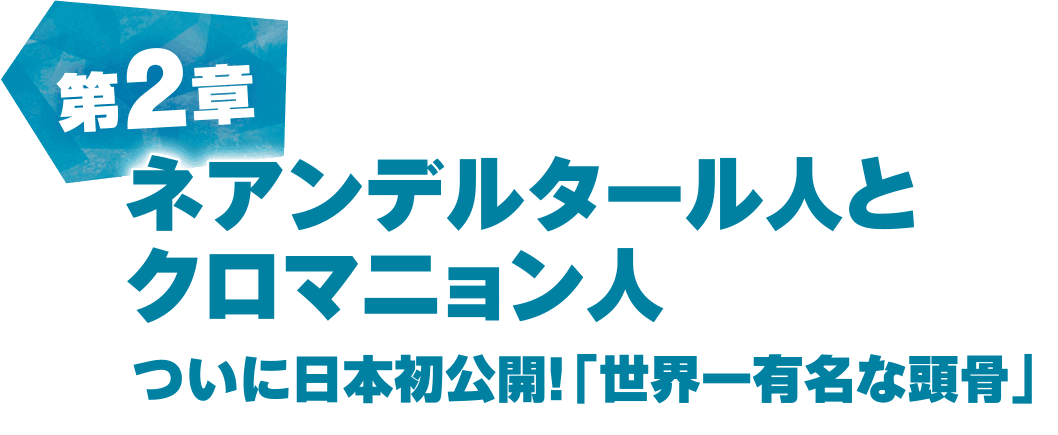 第2章 ネアンデルタール人とクロマニョン人 | ついに日本初公開！「世界一有名な頭骨」