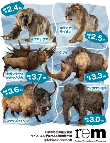 ケナガマンモス、ラアナライオン、ホラアナグマ、ステップバイソン、ギガンテウスオオツノジカ、ケサイカの写真