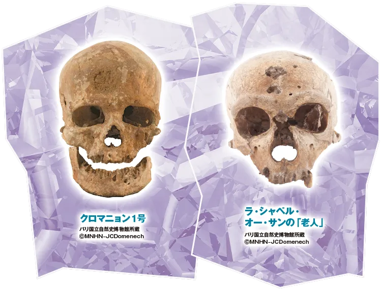 ラ・フェラシー１号（ネアンデルタール人）© MNHN/クロマニョン2号（クロマニョン人）© MNHN - JCDomenech