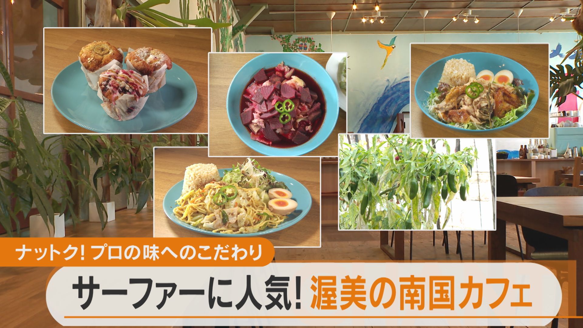 渥美半島の南国風カフェ!家族で暮らしたくなるメリットとは?【チャント!特集】