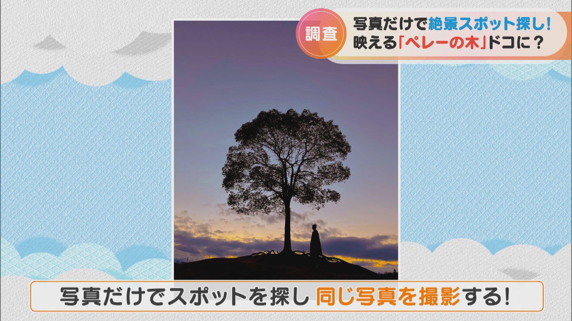 名古屋で海外の絶景!?カメラ好きの間で有名な「ペレーの木」を探し出せ!