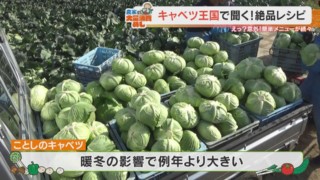 今年は“キャベツ”が豊作でお値打ち！？農家に聞いた今作りたいお手軽＆大量消費レシピをご紹介