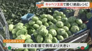 今年は“キャベツ”が豊作でお値打ち！？農家に聞いた今作りたいお手軽＆大量消費レシピをご紹介