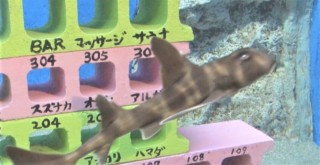 ちょっと不気味でマニアック！？愛知県蒲郡市の「竹島水族館」がリニューアル 「おいしい深海魚」だけを集めた水槽も