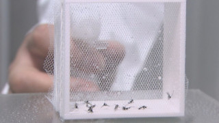 洗剤成分が実は効く？“殺虫剤を使わない”新たな「蚊」対策 蚊が肌にとまれない画期的なクリームや新製品のスプレーも