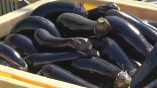 しなびた「ナス」が復活する裏ワザとは？農家に聞いた「ナス嫌いも食べられる」アイデアレシピを大公開