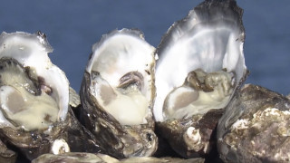 “食”で外国人を呼び込む！市長自らシンガポールでトップセールス 志摩市のインバウンド誘致に迫る