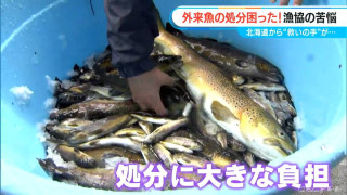 駆除しても減らない肉食外来魚「ブラウントラウト」“迷惑魚”が犬のおやつに大変身！？苦心する漁協に北海道から思わぬ“救いの手”