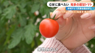 サクランボと同じ糖度の激甘トマト！？知多市の感動グルメ&スポット３選を紹介