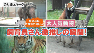 【飼育員に聞く】夏限定の瞬間！のんほいパーク 動物たちの激かわシーン！【チャント！特集】