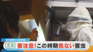 【密着】驚きの稼ぎ!?害虫駆除のお金事情 年間2500件!人気業者の最前線