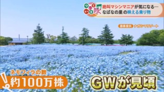 女子旅について行ったら…「インスタで見るよりイイ！」100万株のネモフィラと光の大河に感動！