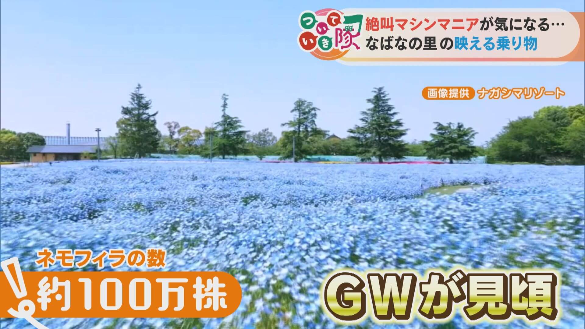 女子旅について行ったら…「インスタで見るよりイイ!」100万株のネモフィラと光の大河に感動!