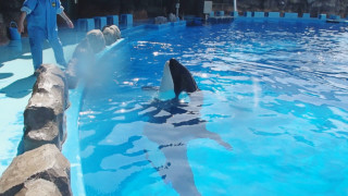 休館中に目撃...シャチトレーニングのハプニングにウミガメの恋！名古屋港水族館飼育員が激撮！