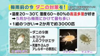 梅雨入りの前に「ダニ対策」を！退治・予防法を紹介