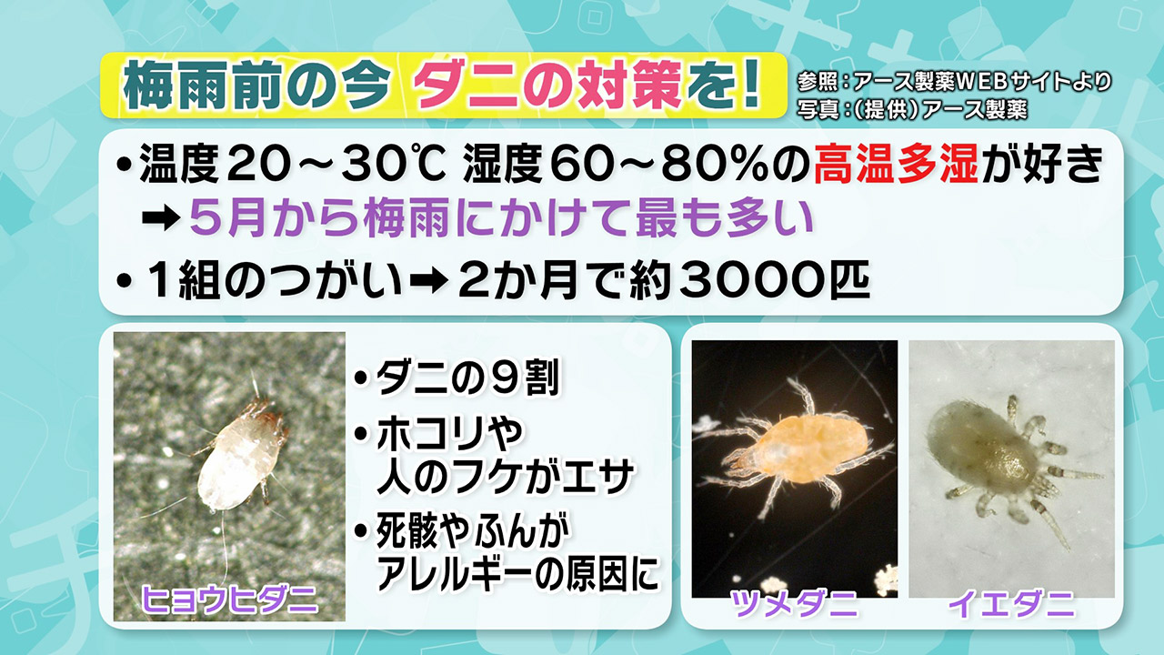 梅雨入りの前に「ダニ対策」を!退治・予防法を紹介