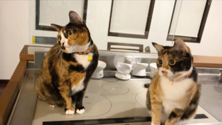 ツイッターで再生回数27万回以上！かわいすぎる「シンクロする猫動画」を調査！