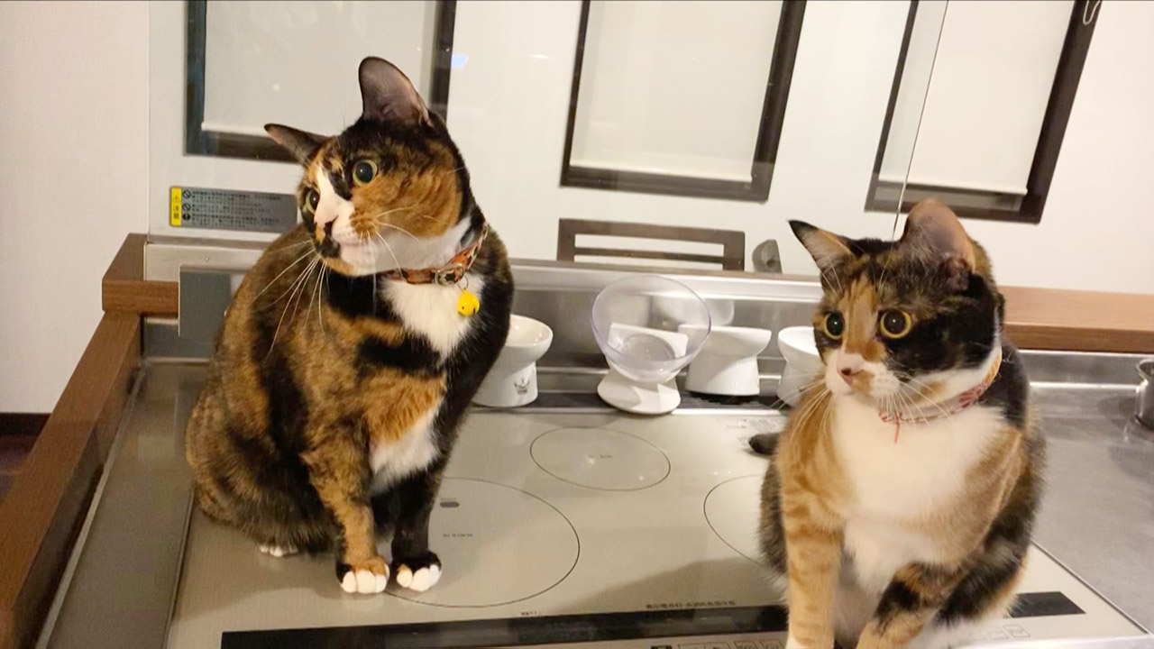 ツイッターで再生回数27万回以上！かわいすぎる「シンクロする猫動画」を調査！