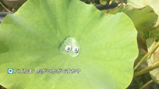 再生回数が345万回以上！「まるでスライムみたい」水草愛から生まれたおもしろ動画の投稿者を取材！