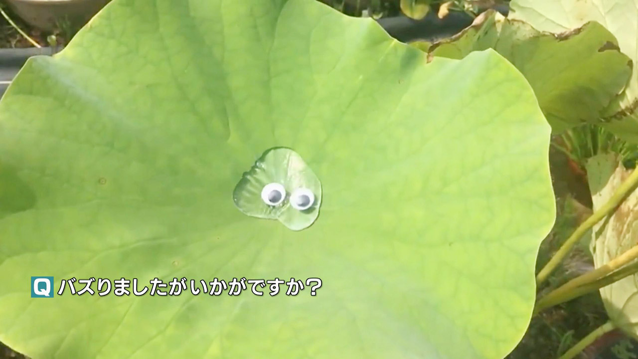 再生回数が345万回以上!「まるでスライムみたい」水草愛から生まれたおもしろ動画の投稿者を取材!