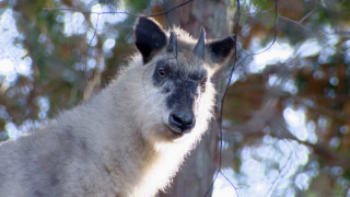 畑を荒らすニホンカモシカ　“特別天然記念物が相手”「イノシシよりも大変」
