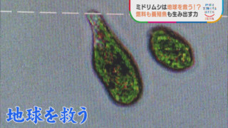 バイオ燃料を低コスト化せよ。三重県に日本最大級のミドリムシ培養プールが！
