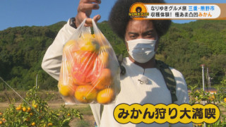 凸凹みかんがより甘い！？コツをつかんで美味しいみかんを探す「みかん狩り」を満喫！三重県熊野市でなりゆきグルメ旅