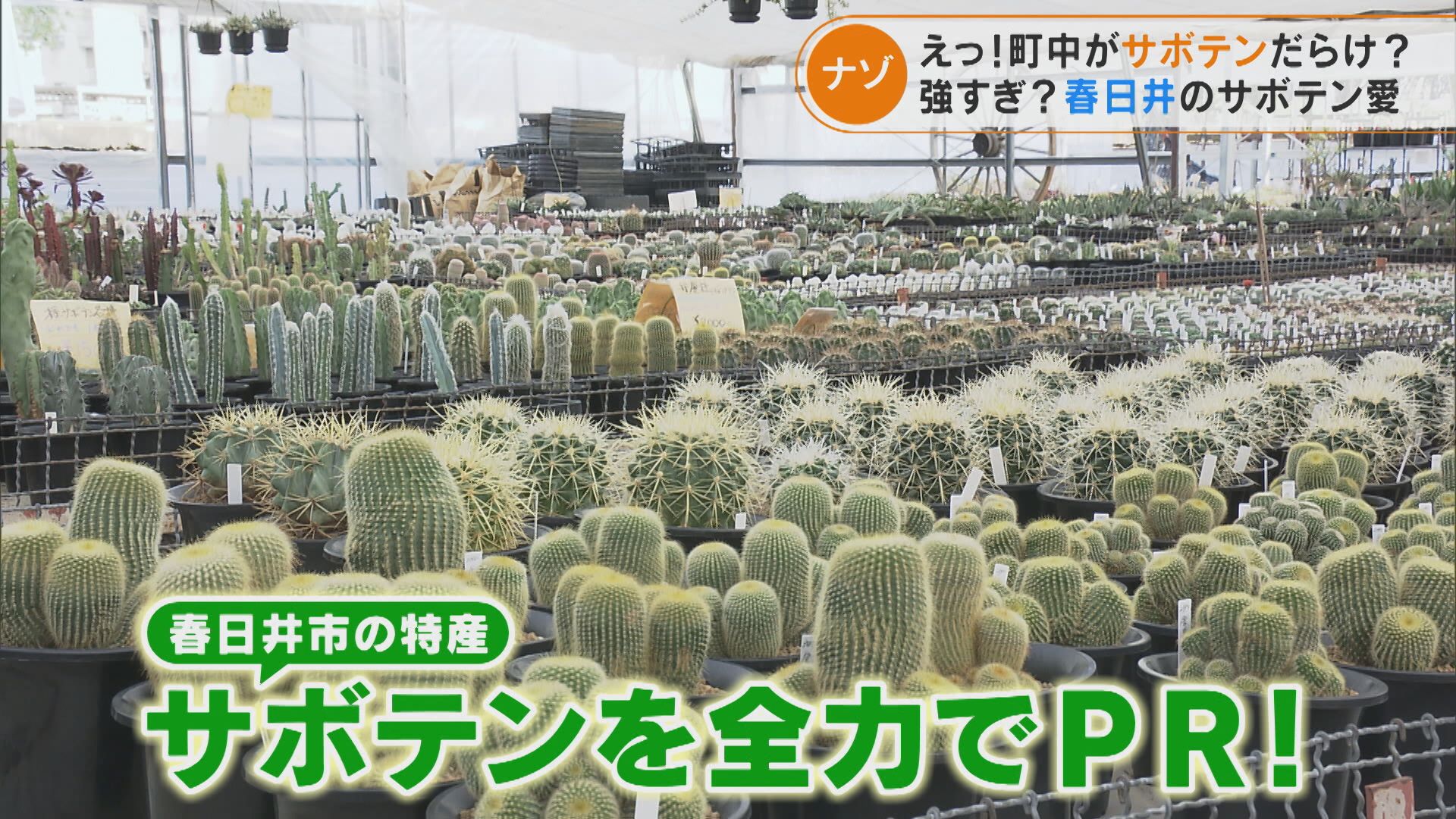 町中がサボテンだらけ?春日井市 新たに役所にサボテン担当を設置