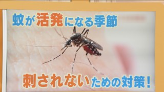 「蚊」に刺されないための対策を体を張って実験　ポイントは「足のにおい」？