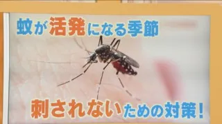 蚊が活発になる季節　刺されないための対策を徹底検証！　足のニオイに寄ってくる？