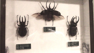 500匹以上のクワガタムシ＆カブトムシに大興奮！？地名しりとりで“東京ループ”回避なるか