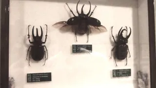 500匹以上のクワガタムシ＆カブトムシに大興奮！？地名しりとりで“東京ループ”回避なるか