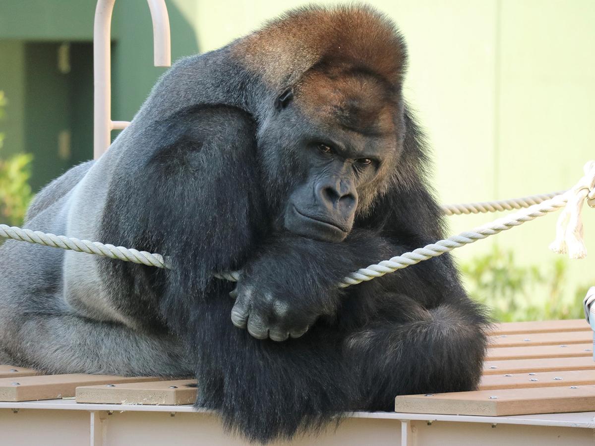 癒やしの動物たちとリニューアル!限定グルメで心もお腹も満たされる東山動植物園を調査!