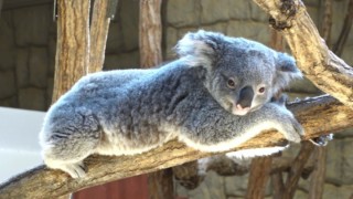 コアラの笑顔やサルの舌ペロも!?東山動植物園の人気動物が見せる“激レアな瞬間”を大公開