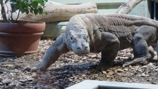 冬にしか見られない姿が盛りだくさん！東山動植物園の今見るべき動物を全部見せ！大人気のコモドオオトカゲは名前を呼ぶと寄ってくる！？