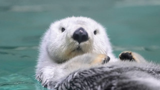 飼育種類数は約1200！日本一多くの生きものが暮らしている鳥羽水族館で今見るべき動物を全部見せ！乾いた状態のラッコはモフモフ感がたまらない！