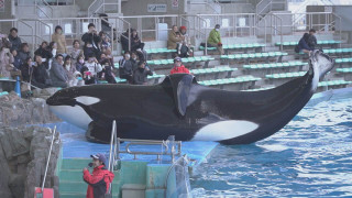日本でオスのシャチが見られるのは名古屋港水族館だけ!今しか見られない赤ちゃんの姿にキュン♡名古屋港水族館の「GWにオススメ!人気の生きものランキング」を発表!
