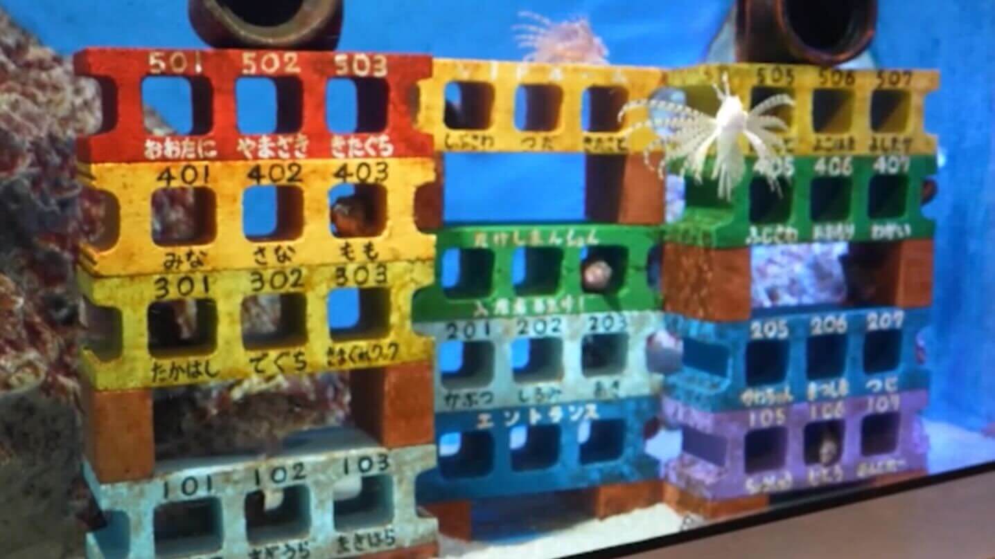 水槽の中にマンション登場!?生きものの習性を生かした展示方法にあっぱれ!「竹島水族館の人気ランキング」第1位は?