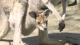 生まれたときの大きさはわずか2cm!?赤ちゃんカンガルーを見逃すな!GWにオススメの名古屋の観光名所SP!(前編・東山動植物園)