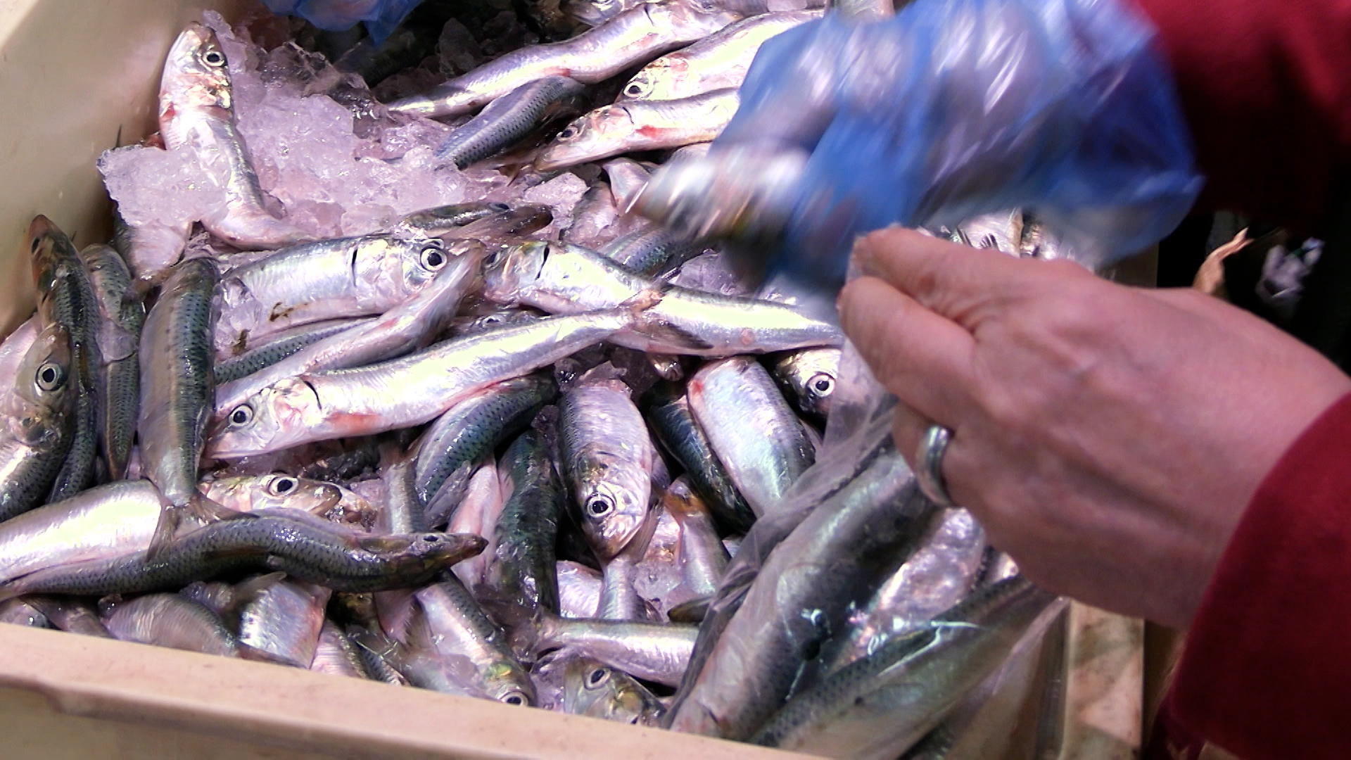 108円でイワシ詰め放題！？魚が激安すぎる「生鮮食品市場 アロス」の秘密とは？大安売り「爆裂祭」に密着