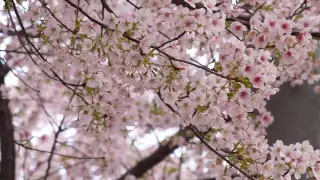 名古屋で一番早く桜が見られる！？オオカンザクラの並木道とは？気象予報士が選ぶ東海の「桜の名所」を発表！