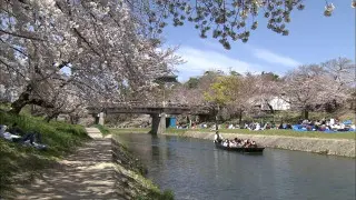 気象予報士がガチ投票！東海の「桜の名所ランキング」を発表！川沿いを埋め尽くす約4000本の桜トンネルとは