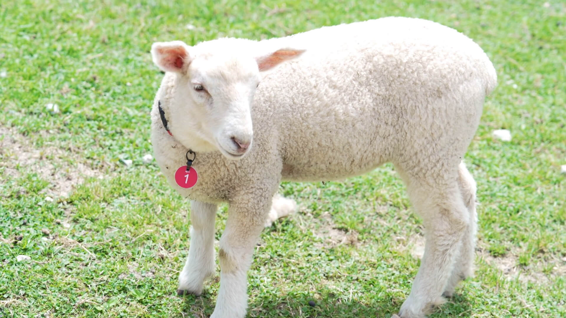 「北海道に来たみたい」動物との触れ合いや乗馬体験ができる牧場がオススメ！不動産屋さんが住みたい街とは