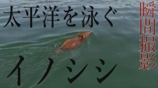 なぜ泳ぐ!?海を渡ったイノシシが離島で大繁殖 三重県鳥羽市・答志島 「泳ぐイノシシ」ドキュメンタリー