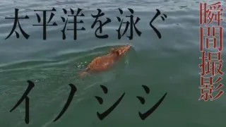 なぜ泳ぐ！？海を渡ったイノシシが離島で大繁殖　三重県鳥羽市・答志島 「泳ぐイノシシ」ドキュメンタリー